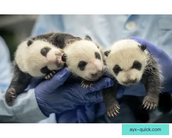 爱游戏平台最新地址推荐畅玩无忧，全新游戏等你来挑战